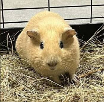 Rescue Guinea Pig Guinea Pigs for Adoption in Wilmington, North Carolina - Tater Tot | PetCurious